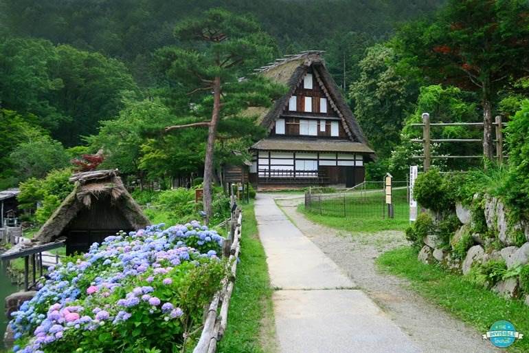 Hydrangeas at Hida No Sato in Summer