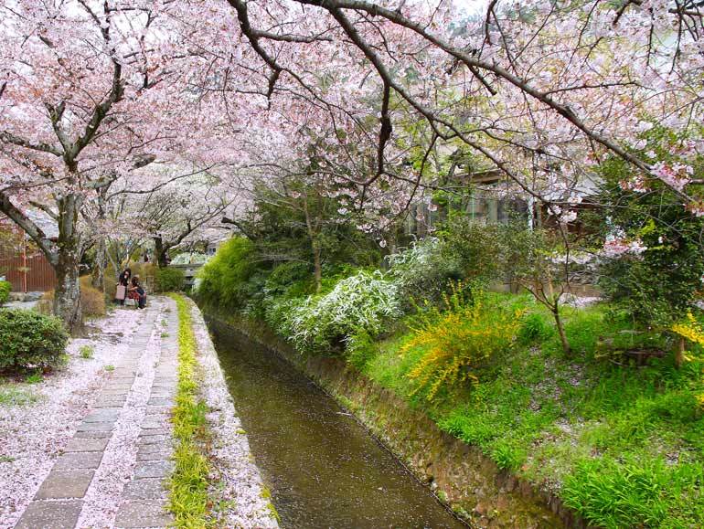 Best time to visit Japan for cherry blossoms: Philosopher's Path, Kyoto in mid-April