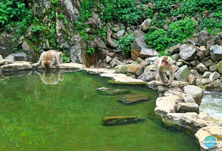 Jidokudani monkey park in summer