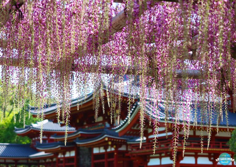 wisteria is one of the most incredible spring flowers in Japan