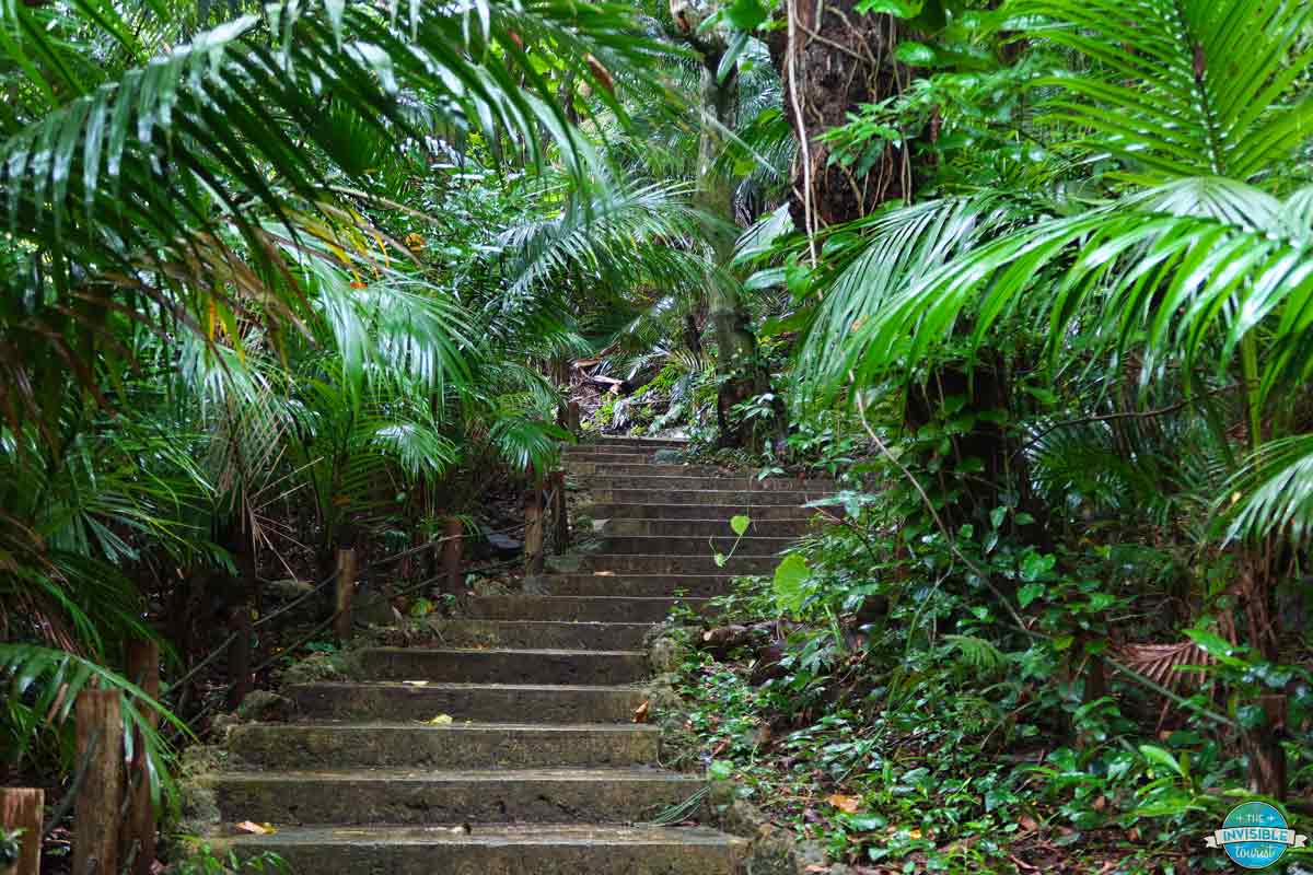 Yonehara Palm Grove, Ishigaki